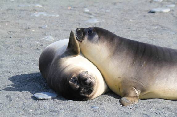 Filhotes de elefantes-marinhos brincam na praia de Gold Harbour, na Geórgia do Sul
